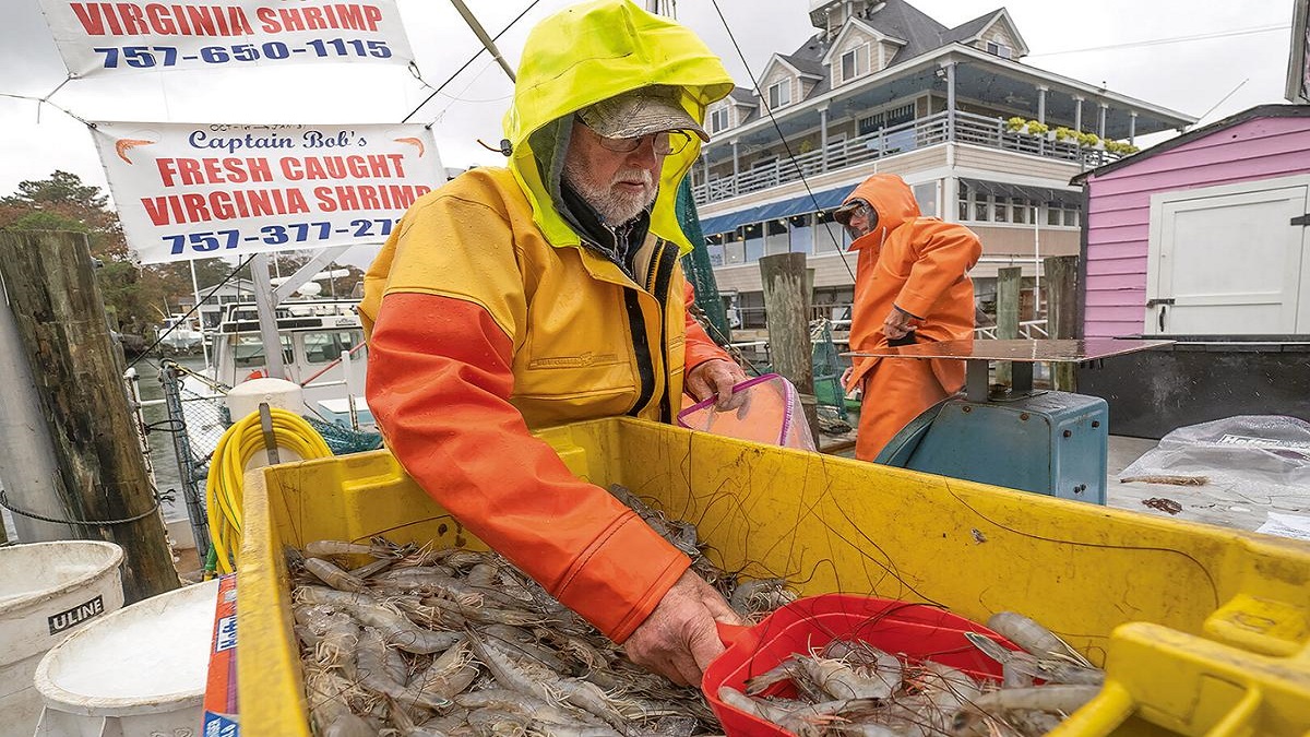 Warm temperatures move more shrimp into chesapeake waters