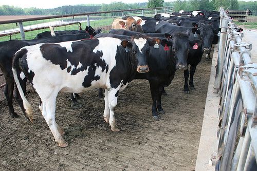 Contaminated | Congresswoman Visits Dairy Contaminated By Pfas