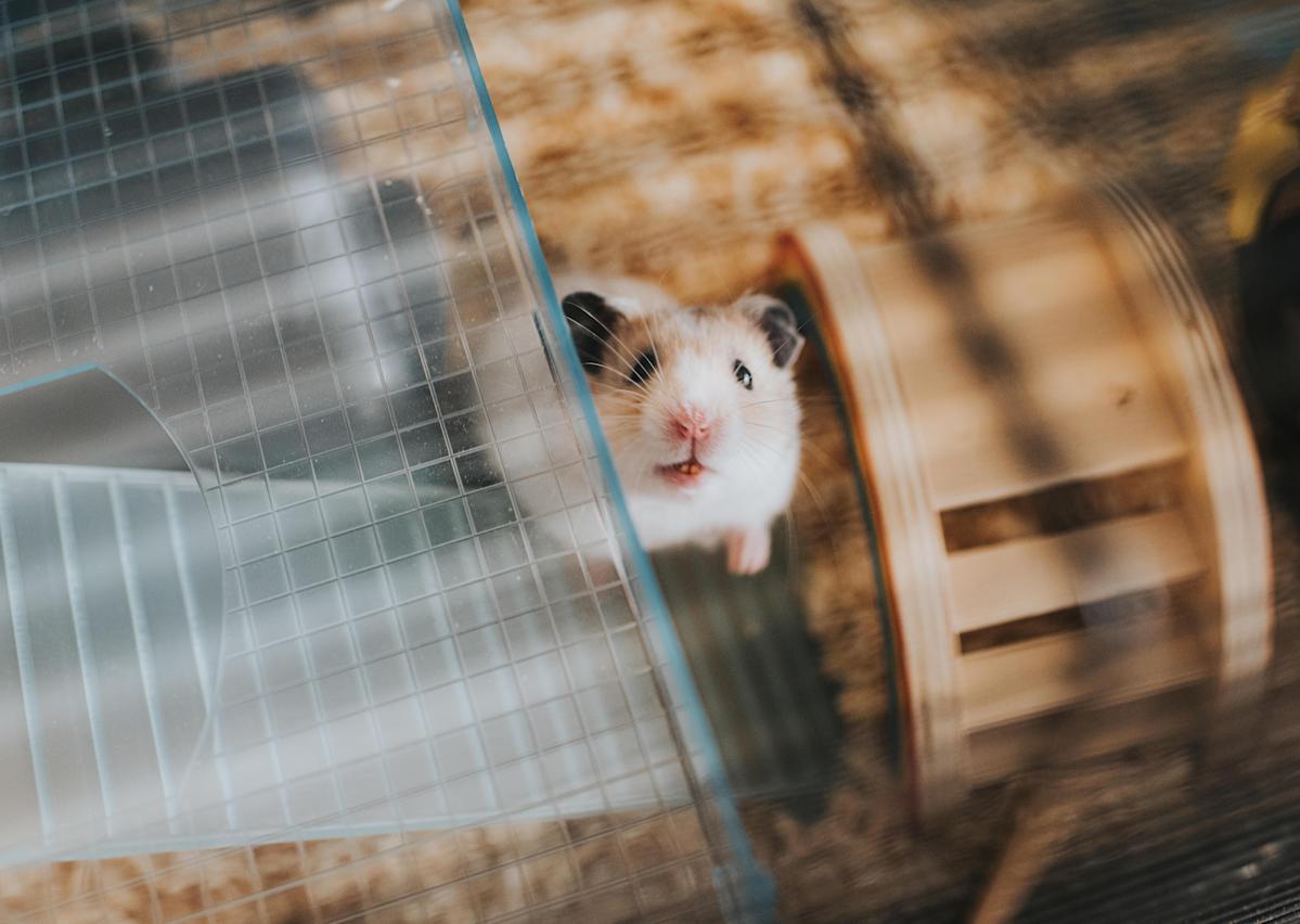 Hamsters In China Put Down After Testing Positive For Covid 19