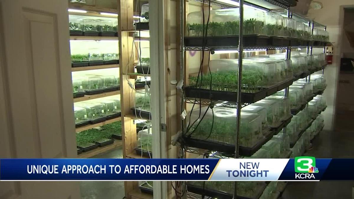 Inside Sacramento's 'outside The Box' Program Turning Illegal Cannabis Grow Houses Into Family Homes